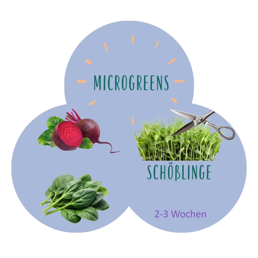 Snackbox Tipps - Von der Pflanze auf den Teller